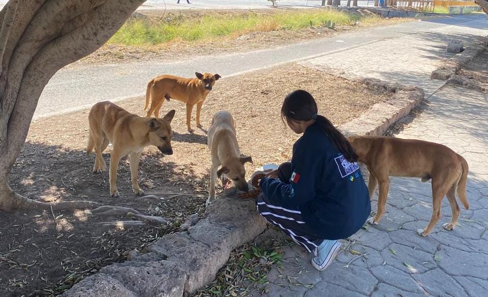 Voluntaria alimentando a cuatro perritos callejeros bajo un árbol